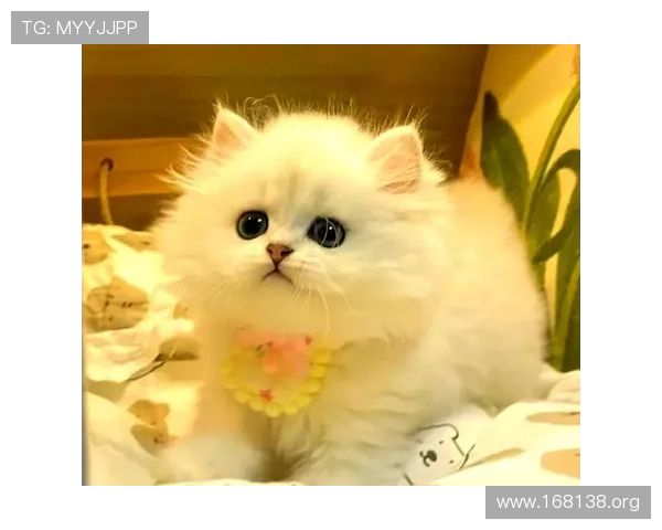 探索mrcat猫先生的魅力世界：宠物护理新选择